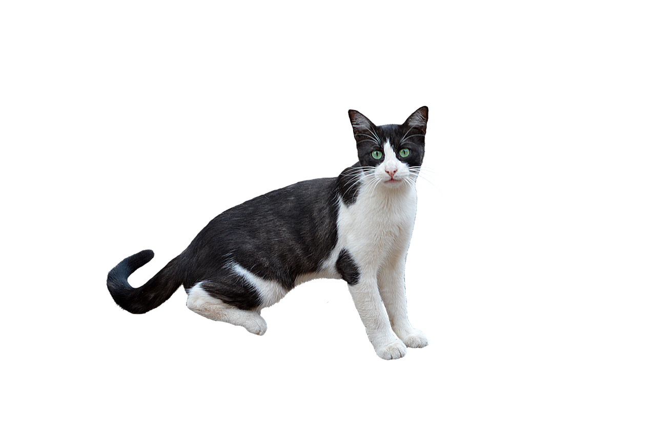 png, cat, feline, little cat, bottomless, mascot, animal, nature, white color, isolated, png, png, png, pet, png, png